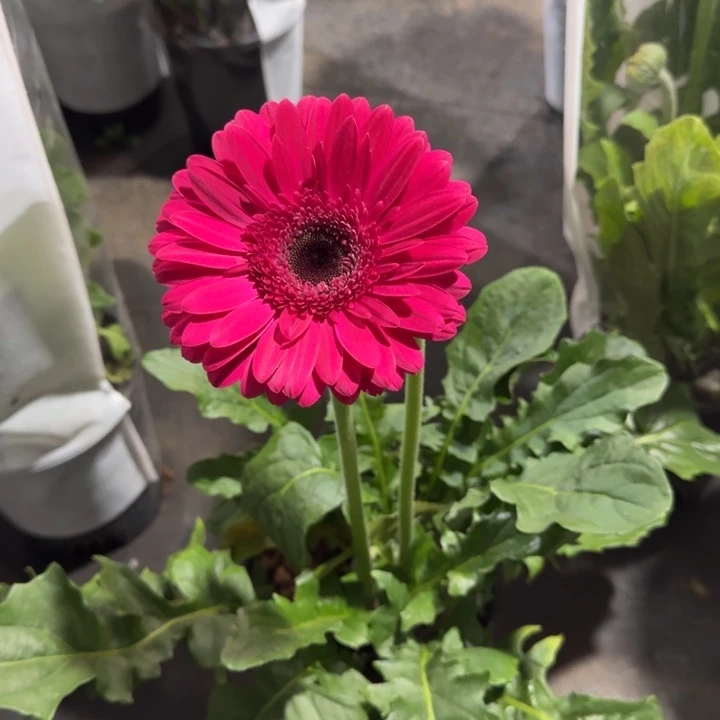 原盆原土一加仑非洲菊紫水晶