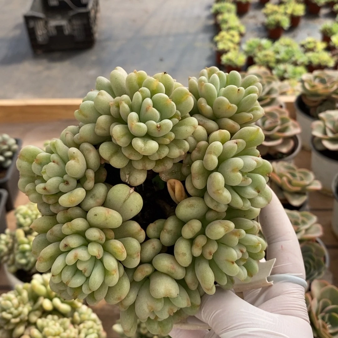 210比尔盖茨一物一拍