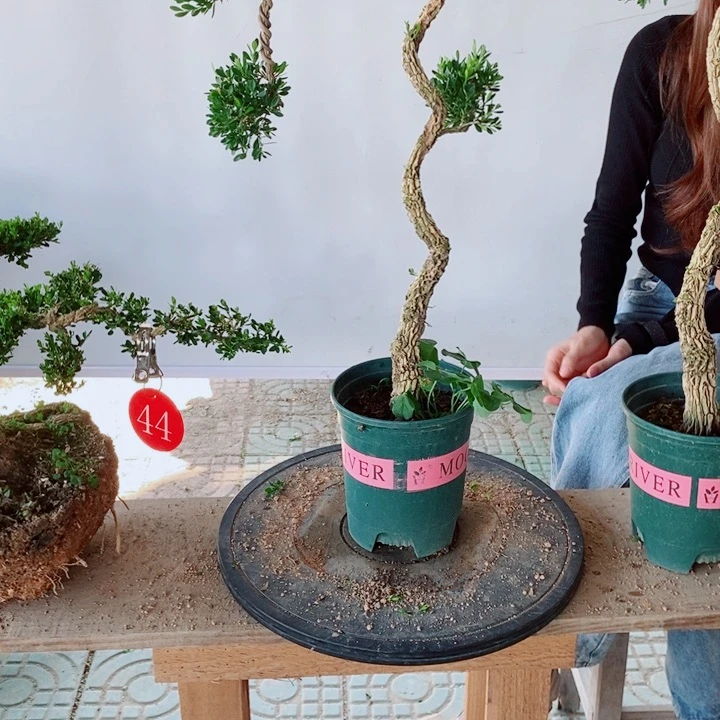 无花朵努****平广东黄杨