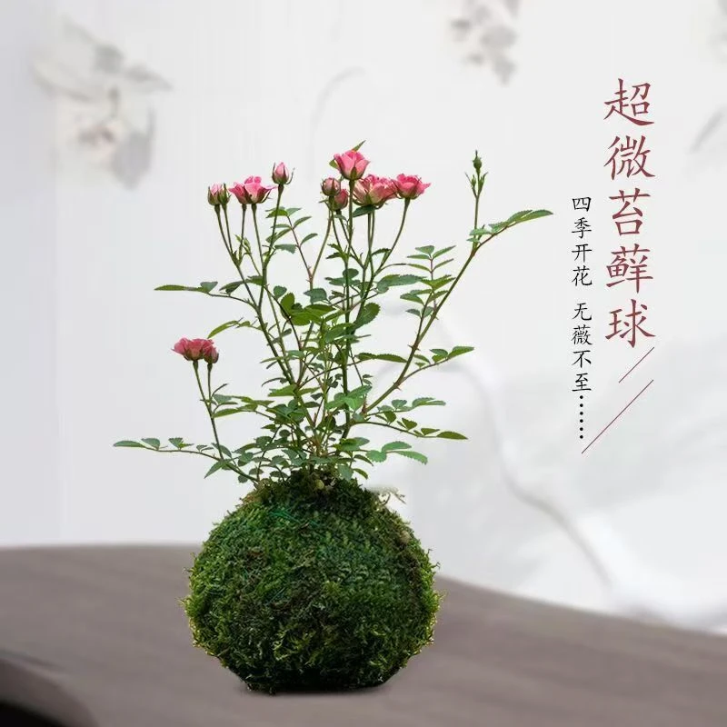 超微月季带花苞四季开花迷你月季苔藓球阳台净化空气办公桌面