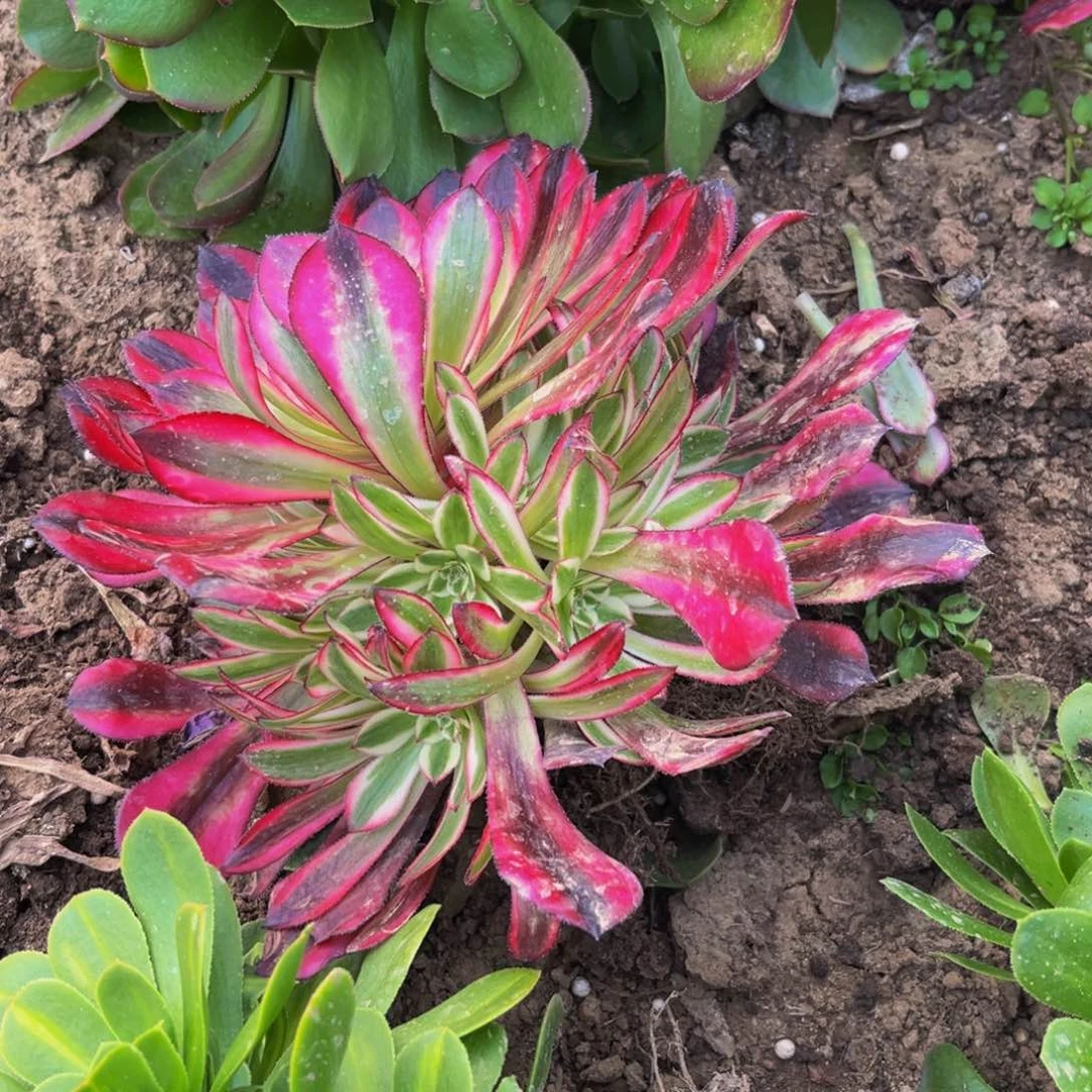 310多肉植物一物一拍