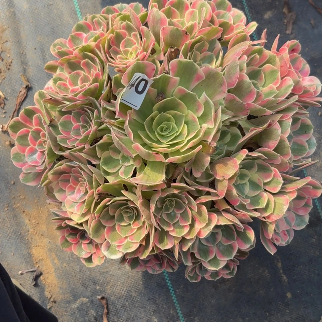 440女巫多肉植物发货