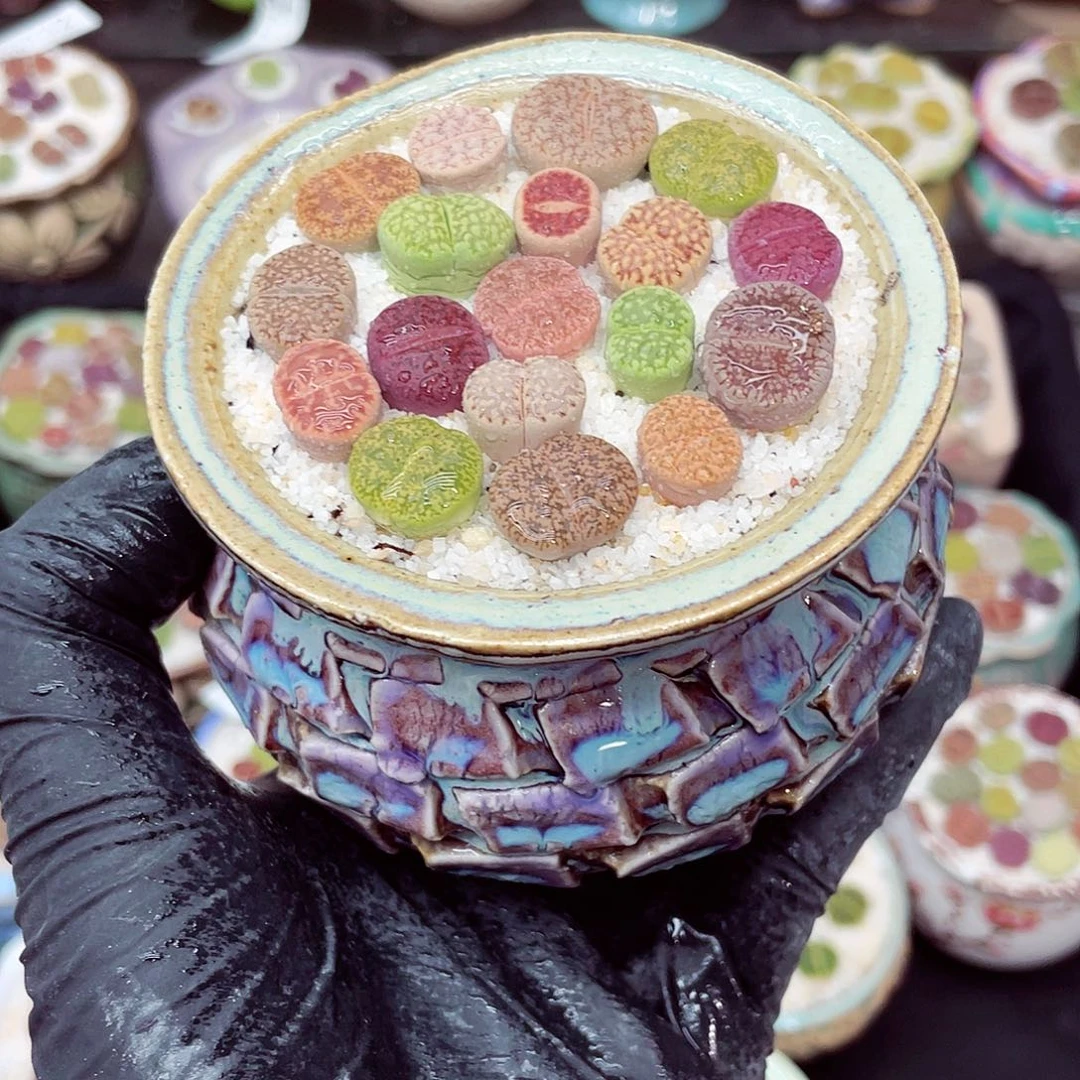 生石花18包邮0626-133