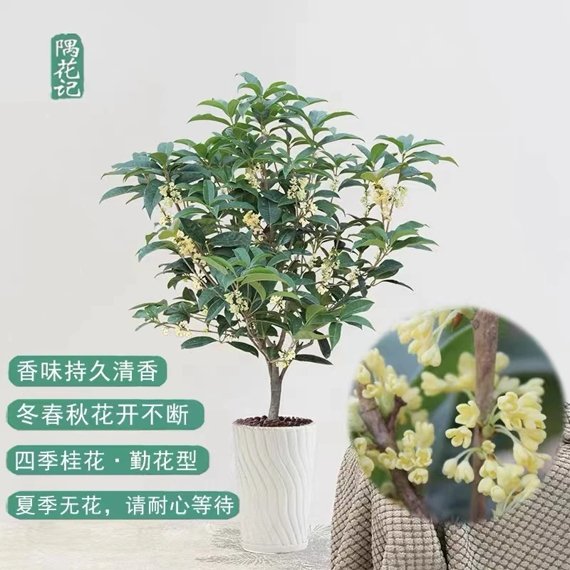 桂花苗盆栽庭院地栽 桂花苗四季开花