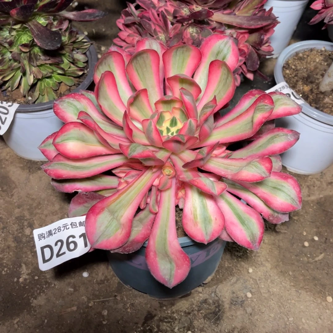 261多肉植物爱丽丝