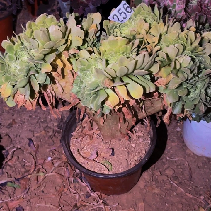 256绿羊绒多肉植物不售后