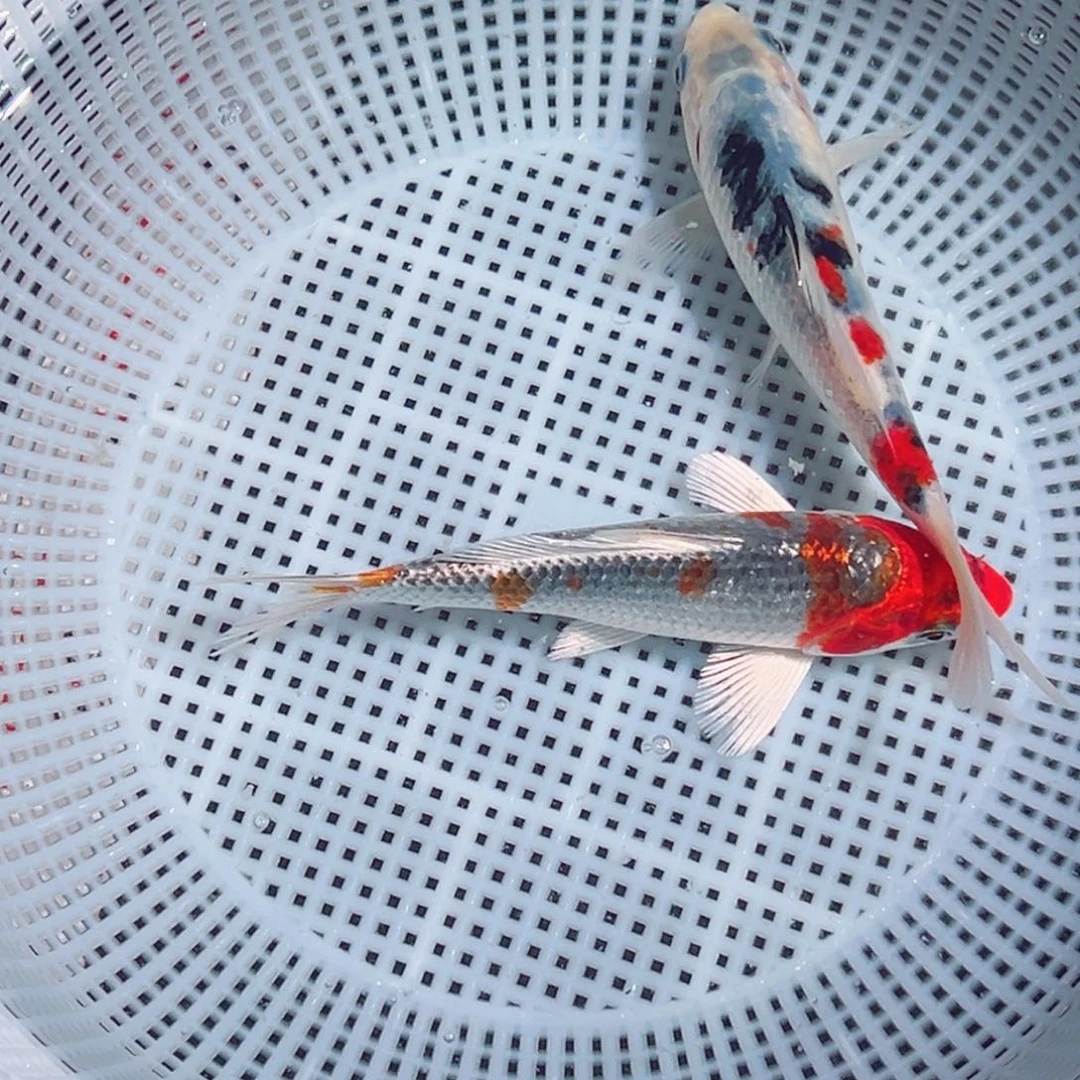 锦鲤锦鲤观赏鱼888