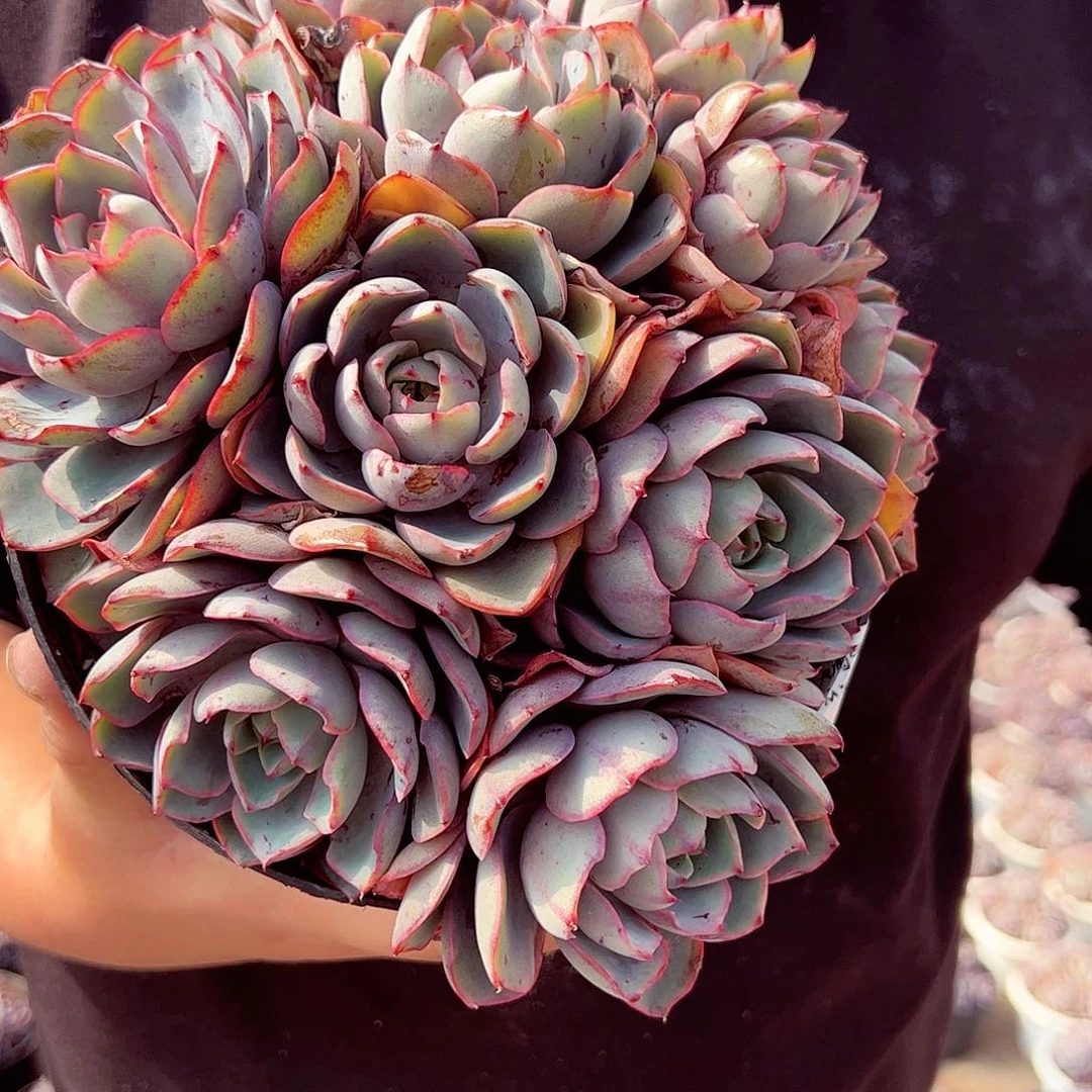 赫拉八头大盆群多肉