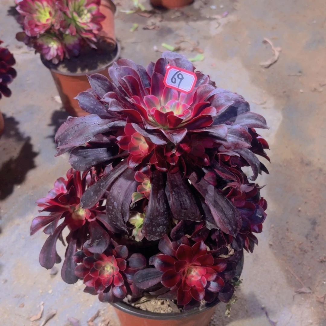 阿*美杜莎锦中锦69