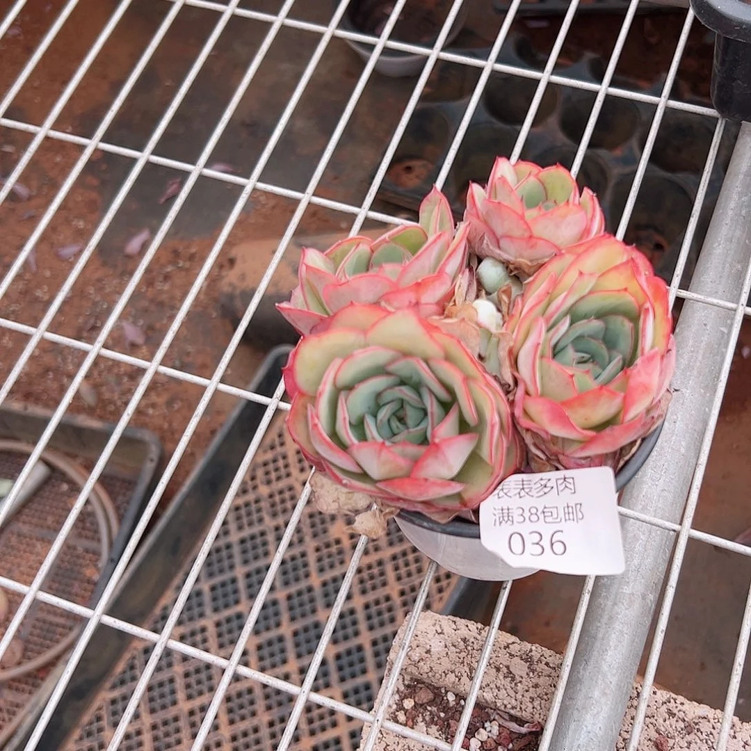 叶***桐多肉一物＿拍植物036