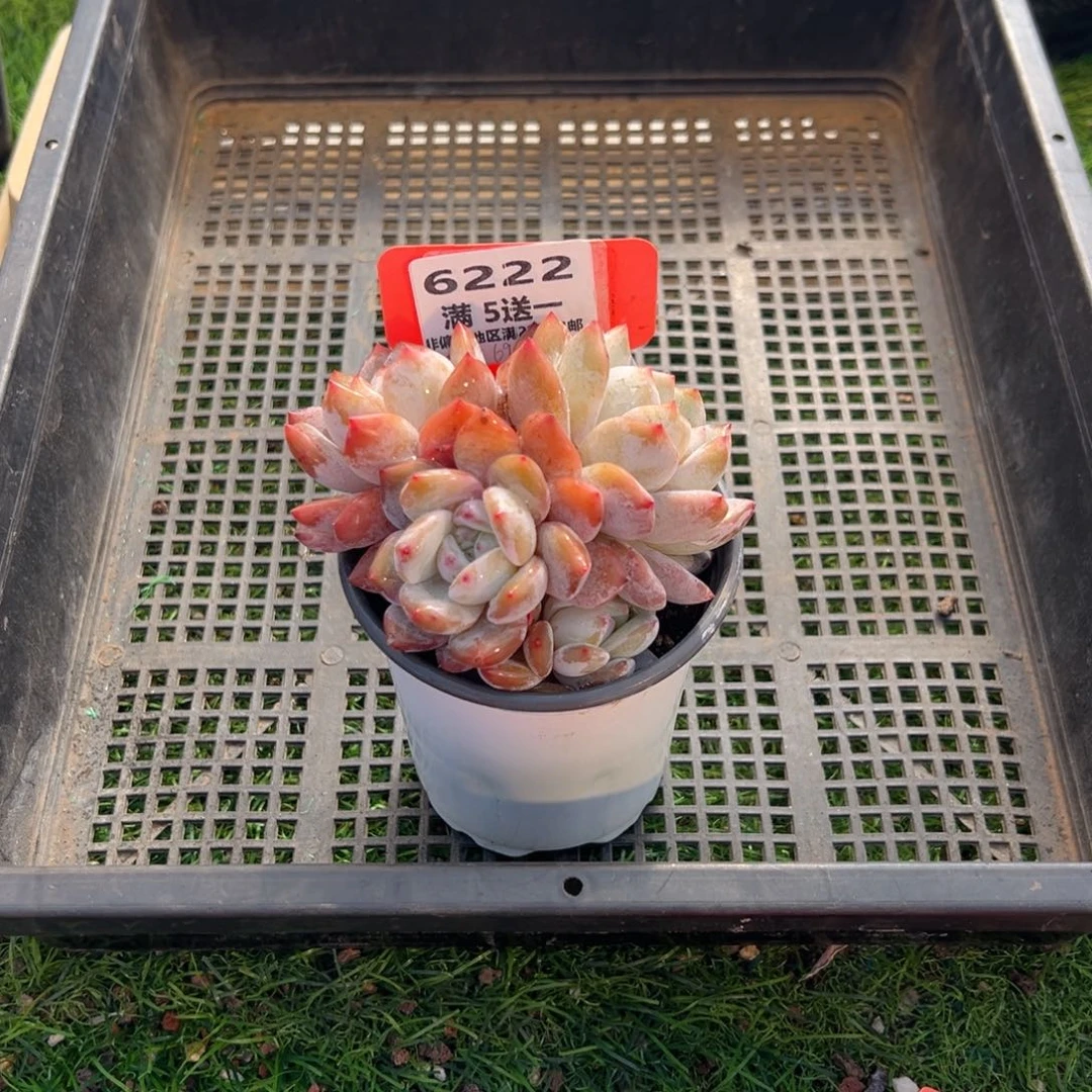 表妹精品多肉6222.