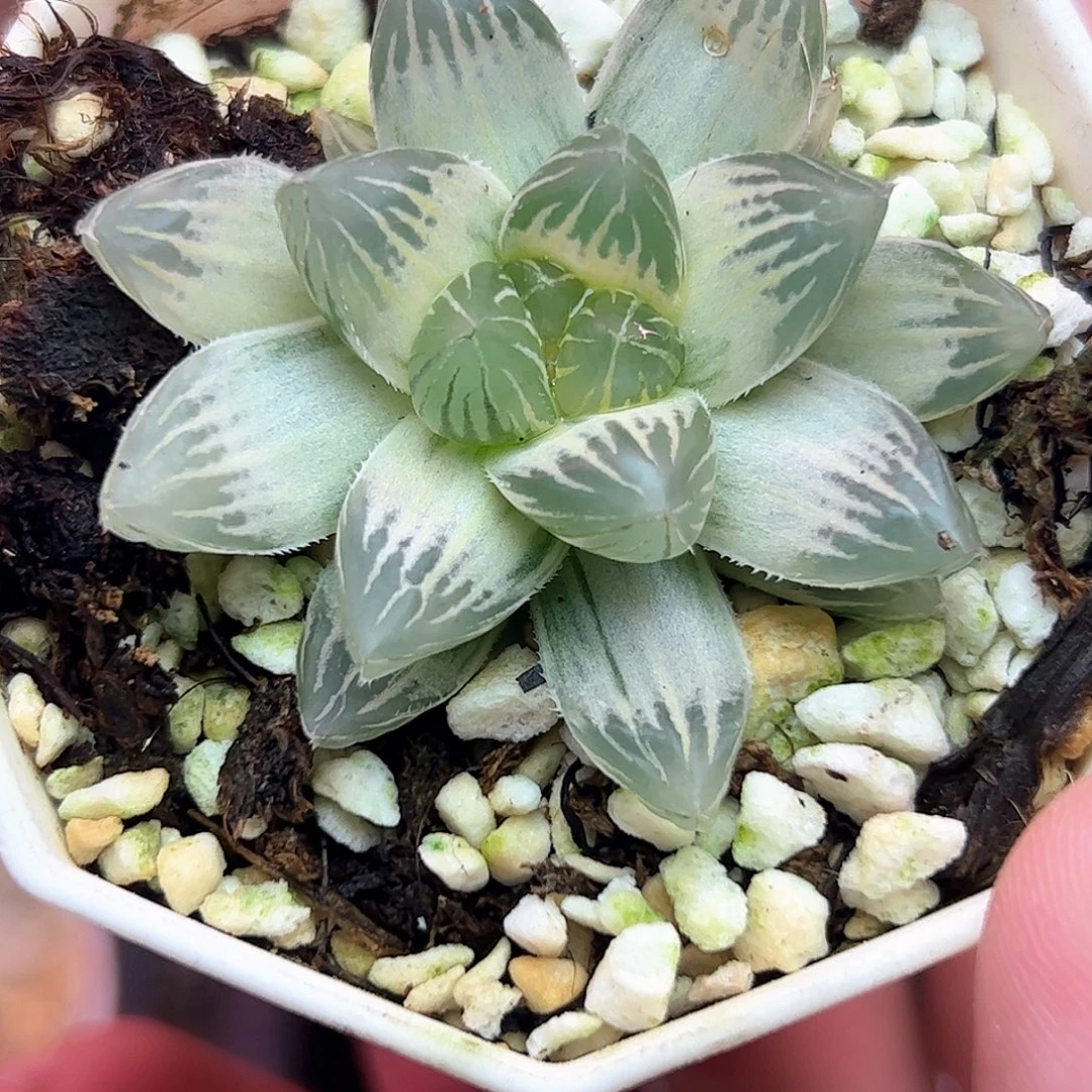 ****浅糊斑霓虹灯锦十二卷多肉