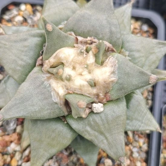 一物一拍。实生仙人球！