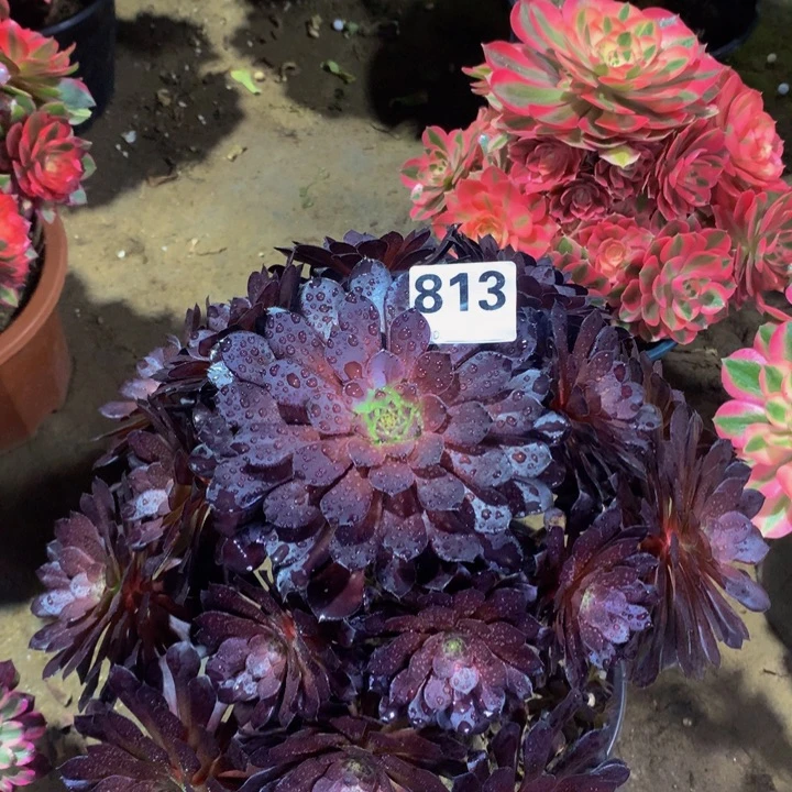 冬***梅无花朵黑铜8130000000