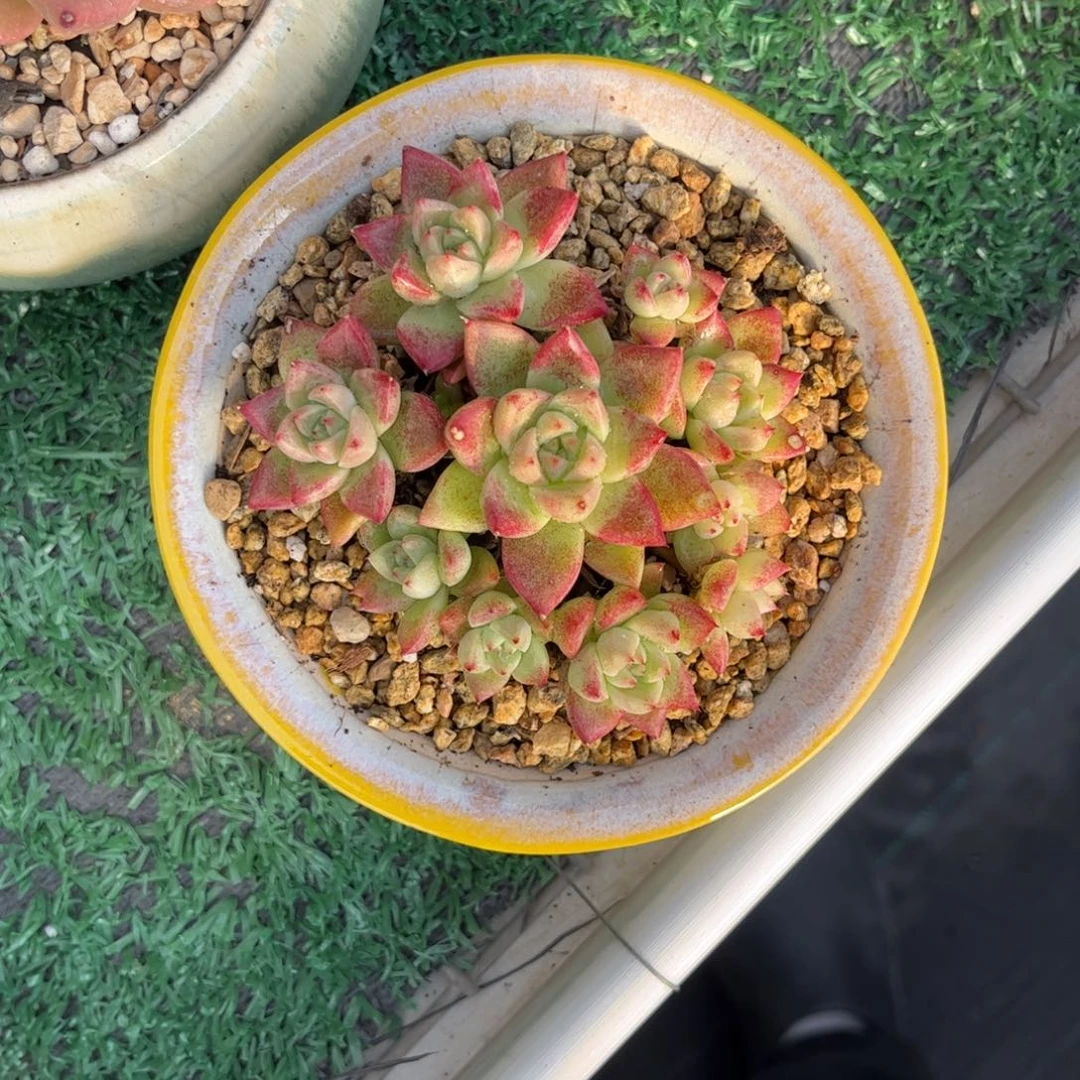 小*比边线女王手捧一物一拍