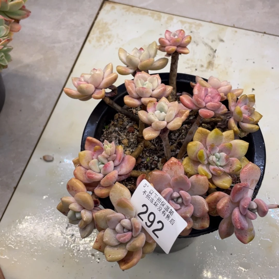 黑大帅多肉292克罗伊