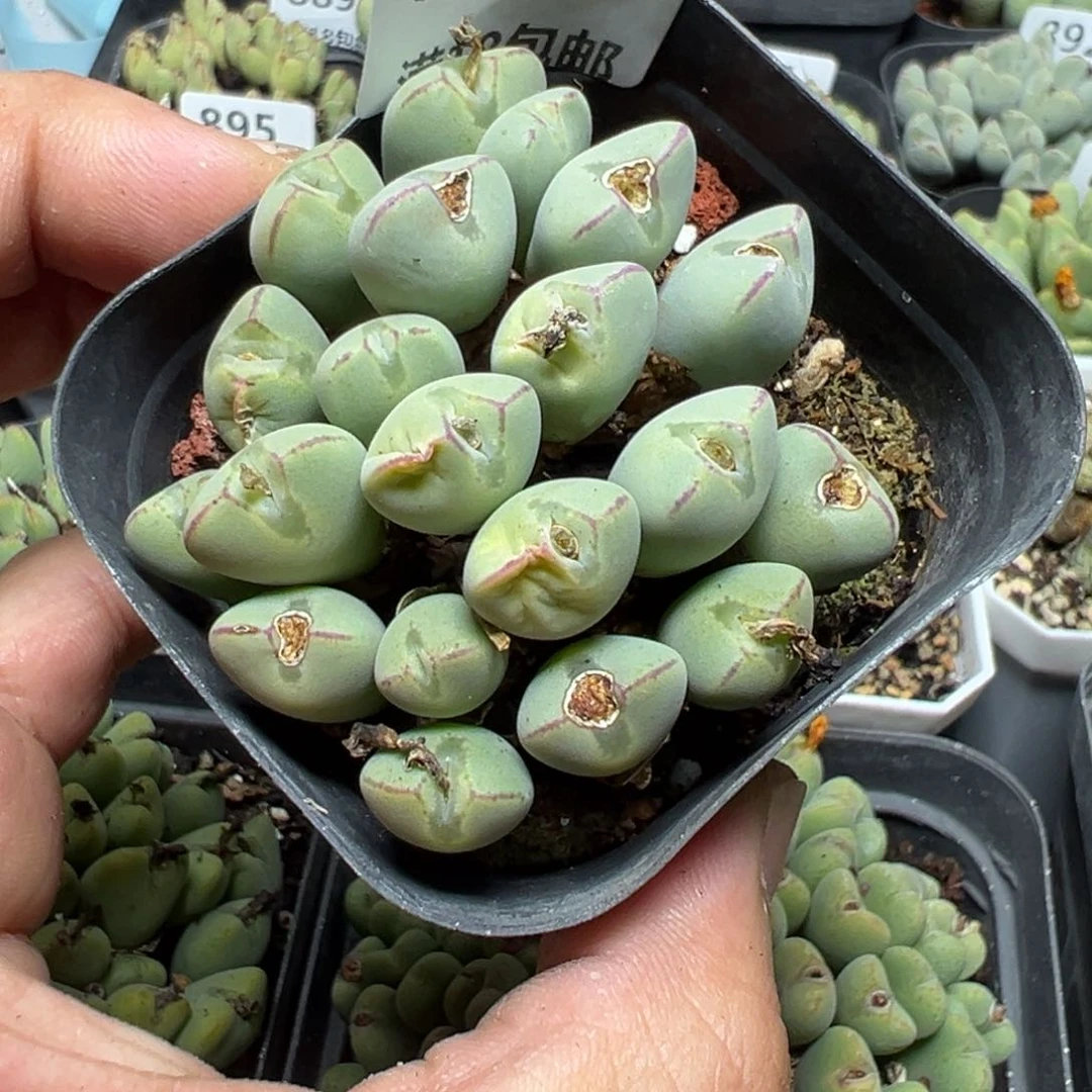 【闪购商品】 902。