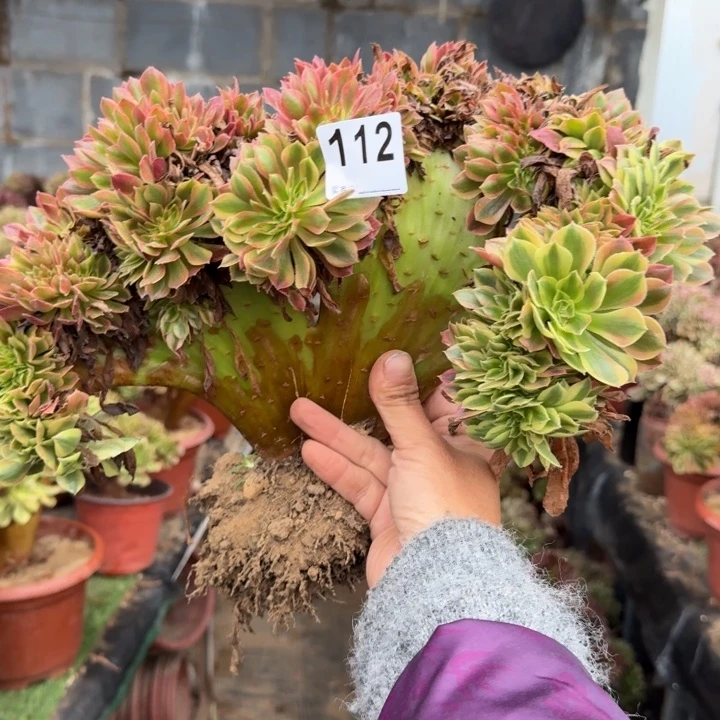 梦幻七彩法师锦缀化112