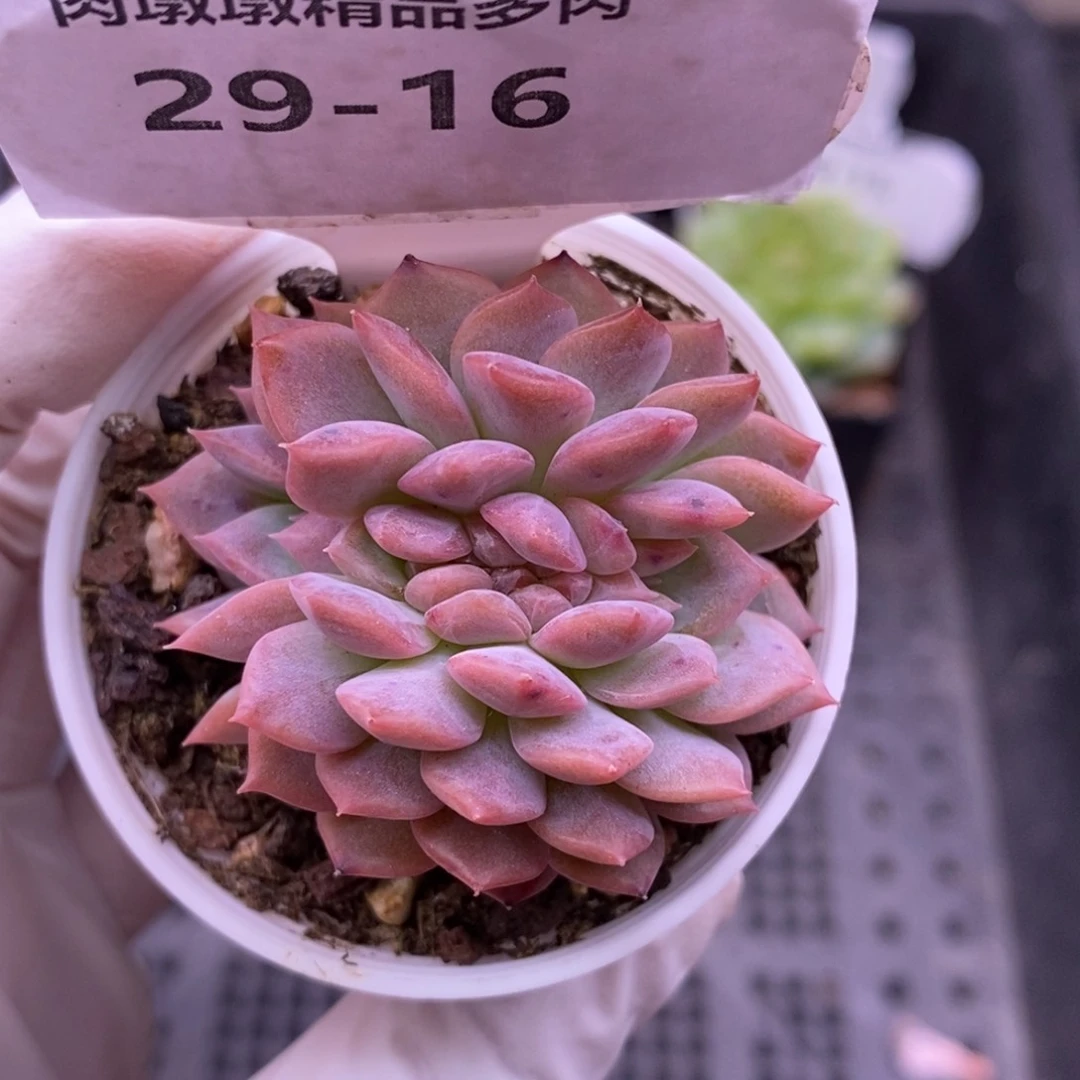 【闪购商品】29-16琥珀