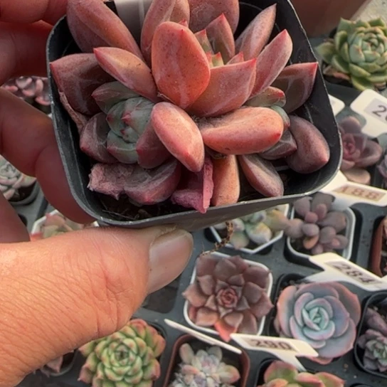 14红酒香槟多肉植物的
