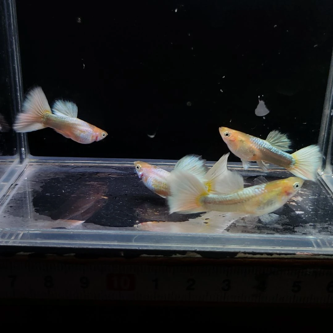 孔雀鱼满鳞白金两对