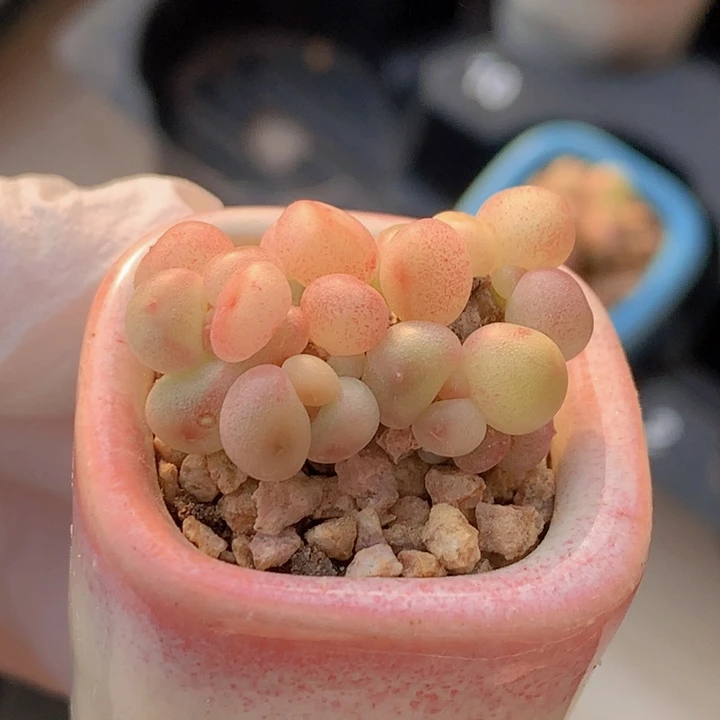 033 萤火虫 晨曦 群生 颜色漂亮