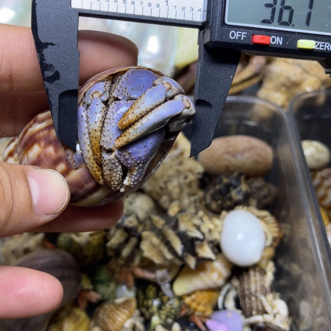 异色蓝深紫寄居蟹包活到家