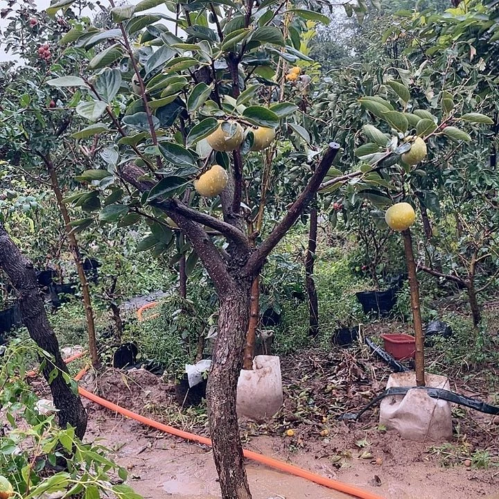 柿子盆栽，一物一拍