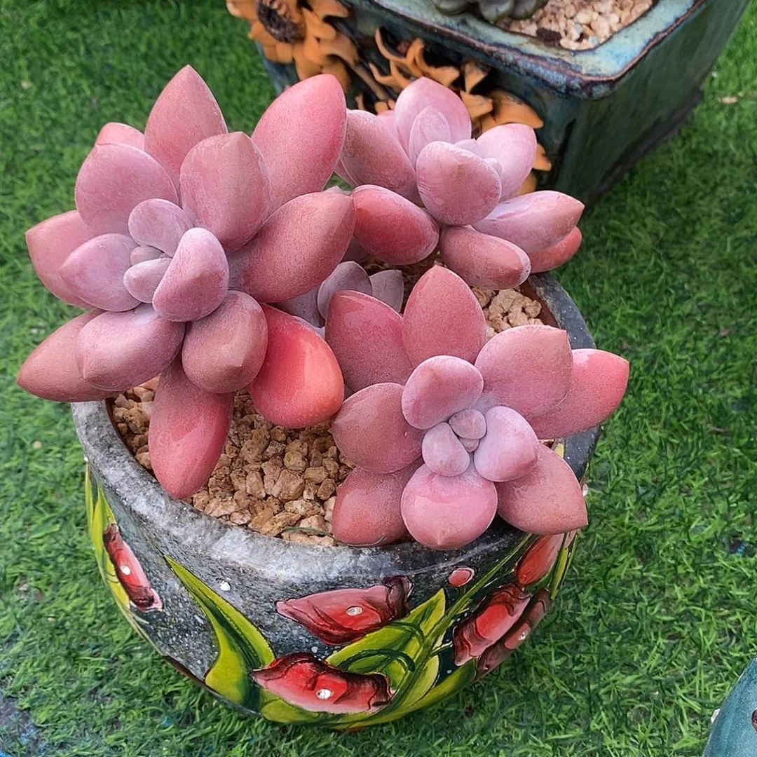 无花朵原始哥特3333