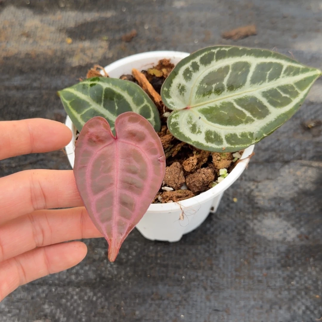 完全开放紫薇花烛