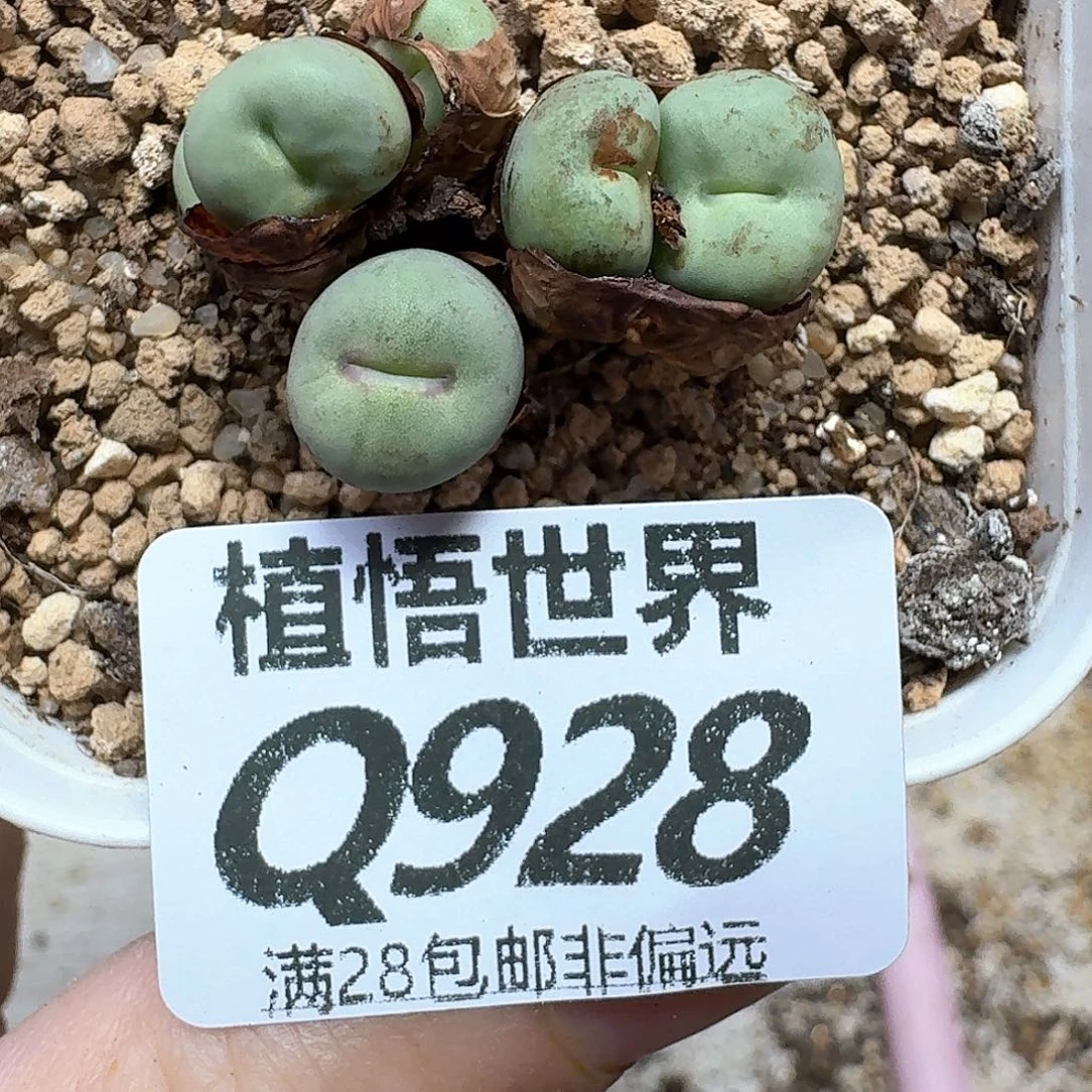 多肉植物的润泽地法v