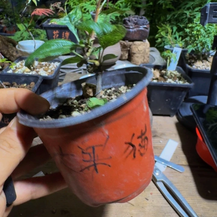 无花朵S**猫日本原生斑入姬苹果扦插苗