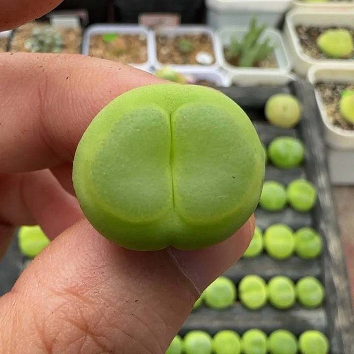 专拍多肉漂亮447