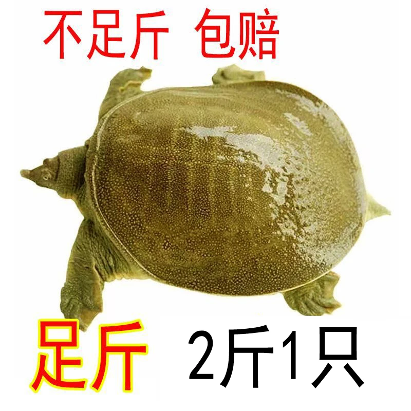 足斤发货 包后送到 2斤1只 鲜活大甲鱼直播卖货活体鲜活水鱼团鱼