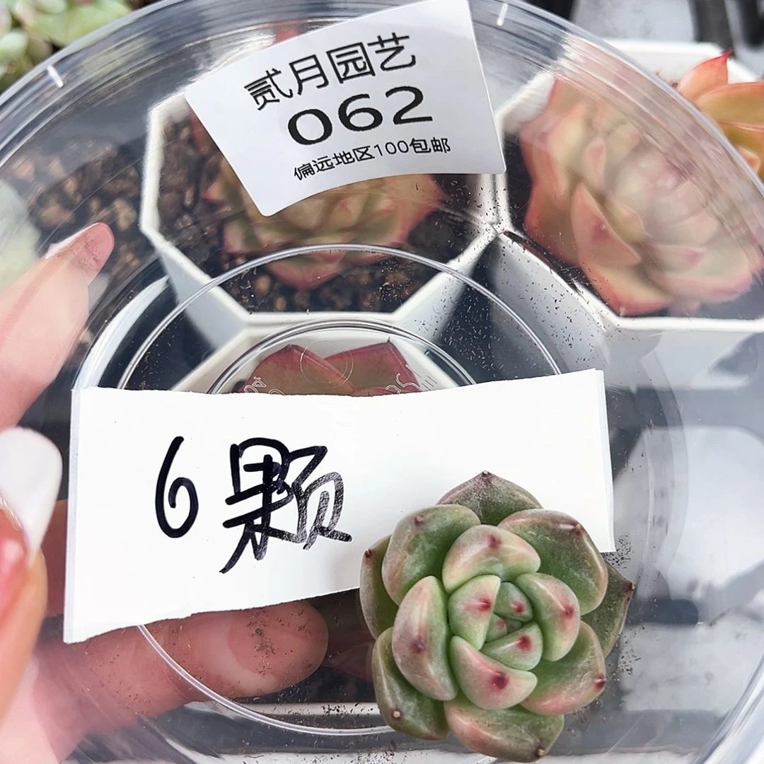 木*贰月园艺一物一拍062