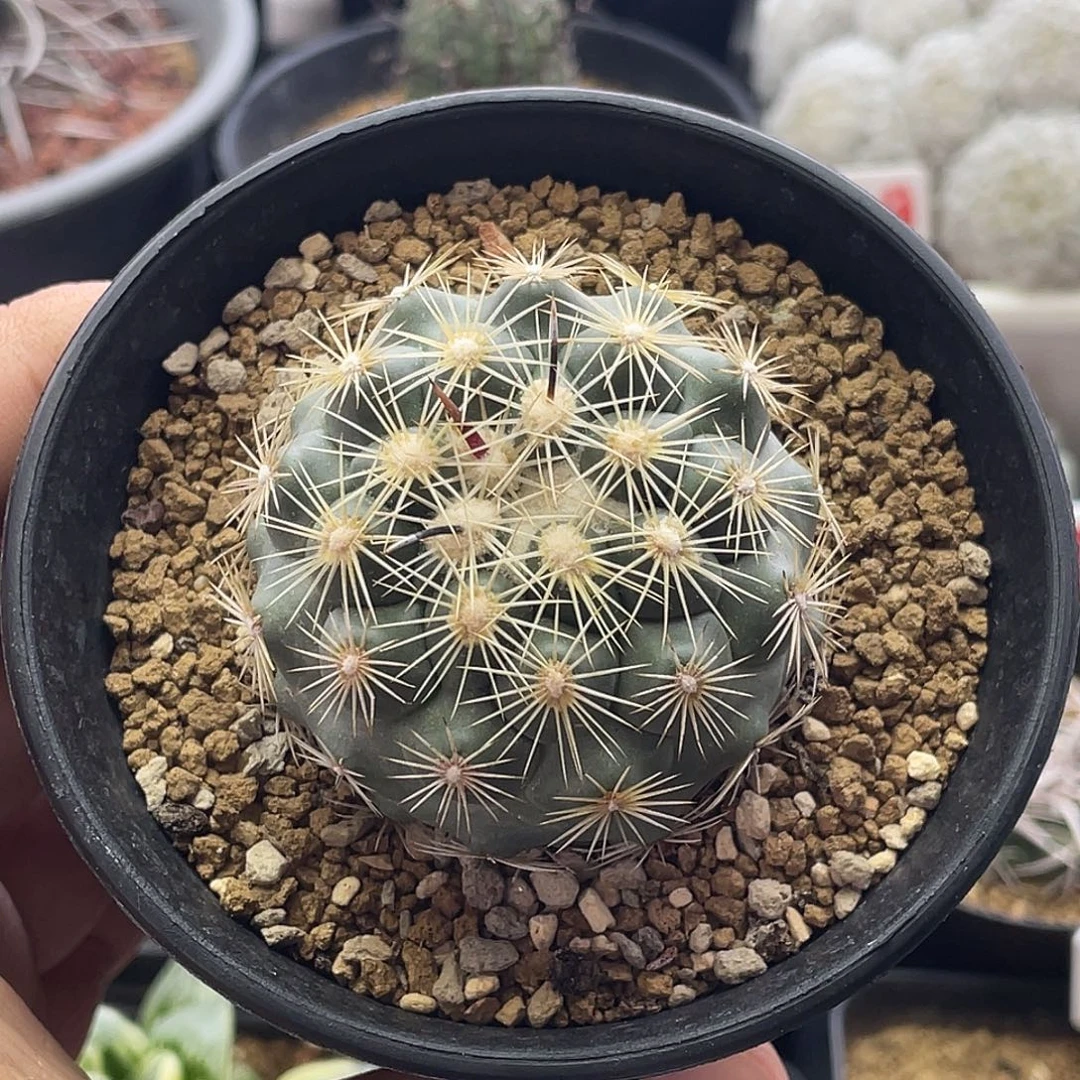 实生顶花球属 凤舞丸