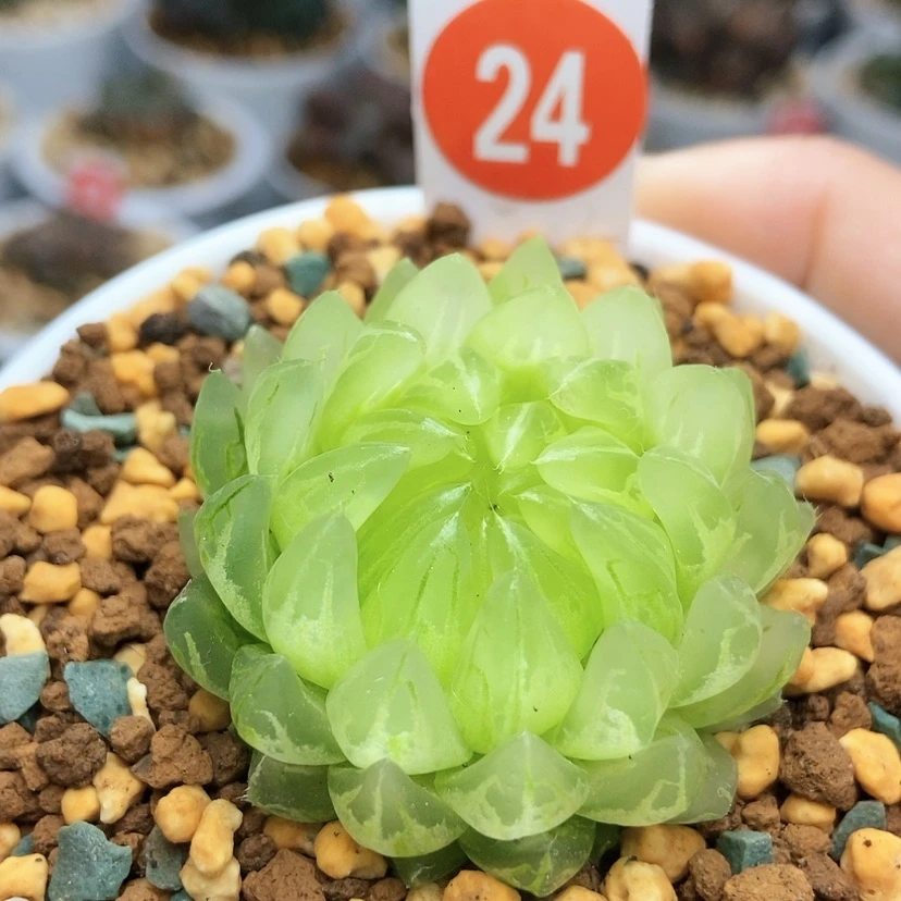【闪购商品】24冰晶