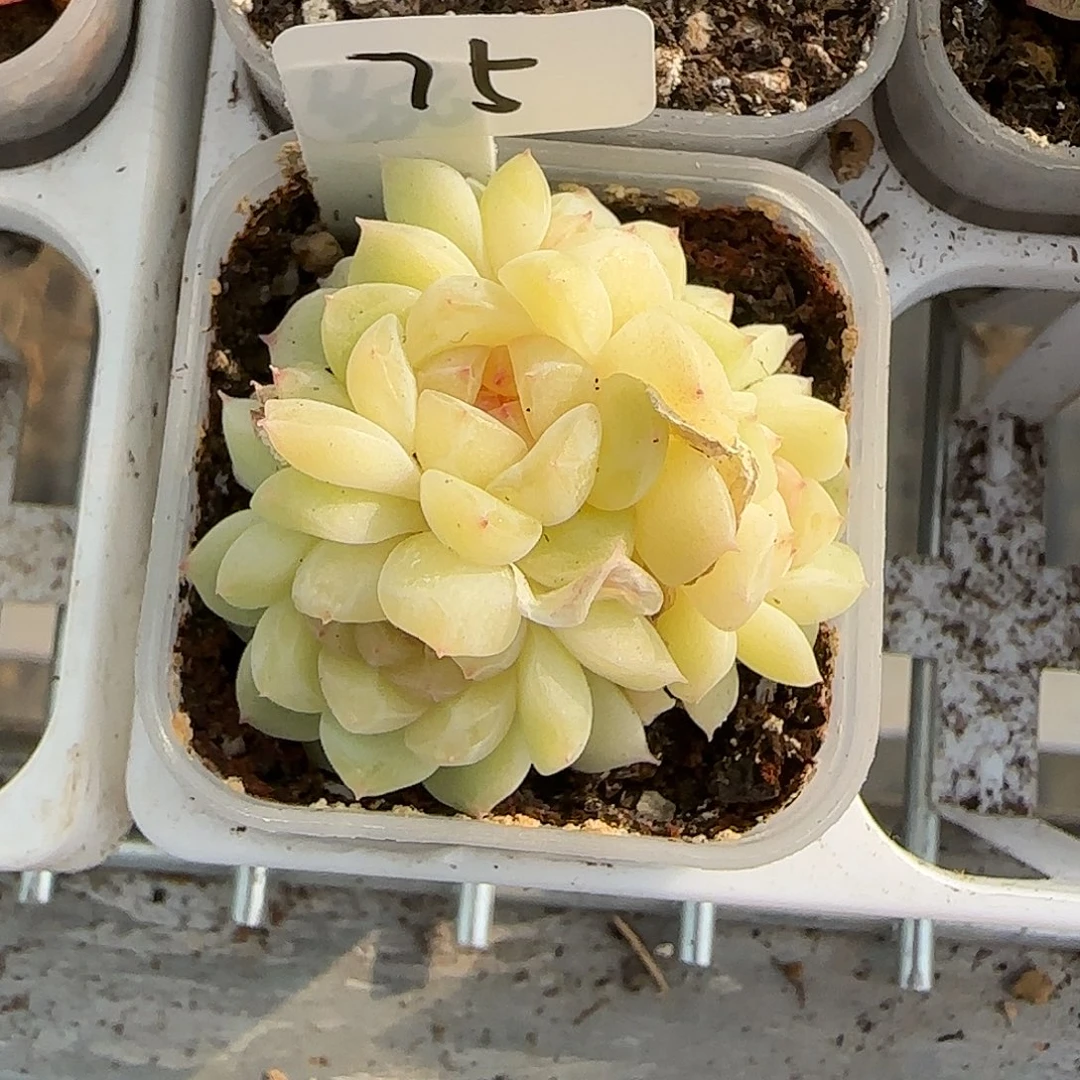 @***木75福利甜心纸鸢四头群生不包整