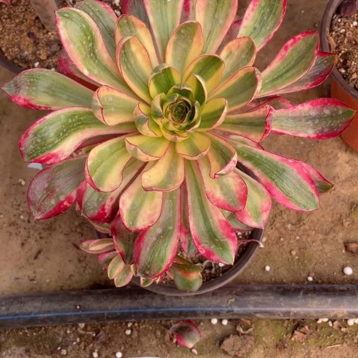 ****姐917烈焰多肉123446,8duorou