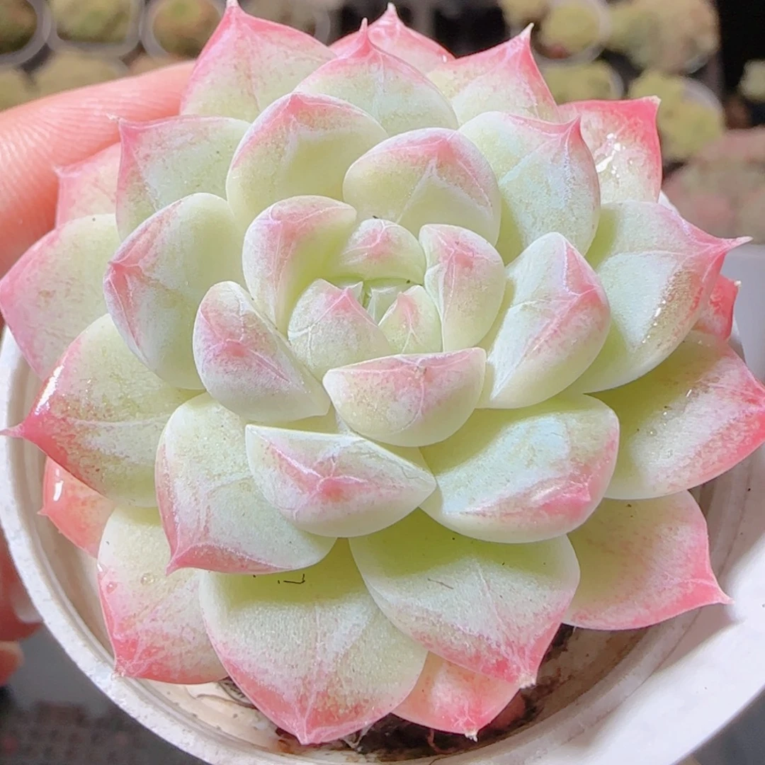 花语逸镜1116-29白桃汽水