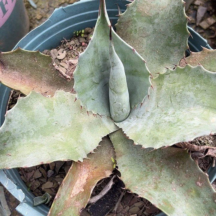 短宽偏圆的鲸鱼舌35689909900