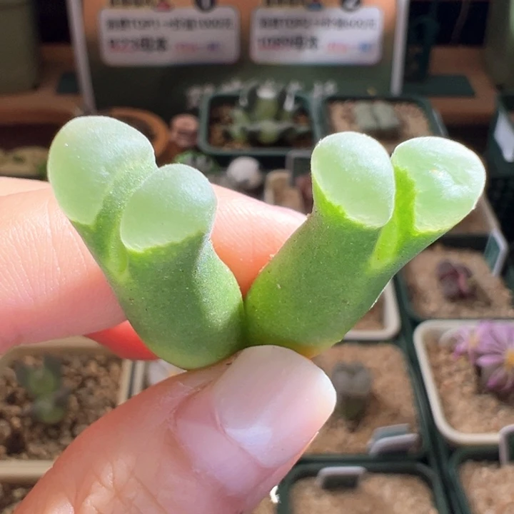 w/649。 绿色系风铃福利