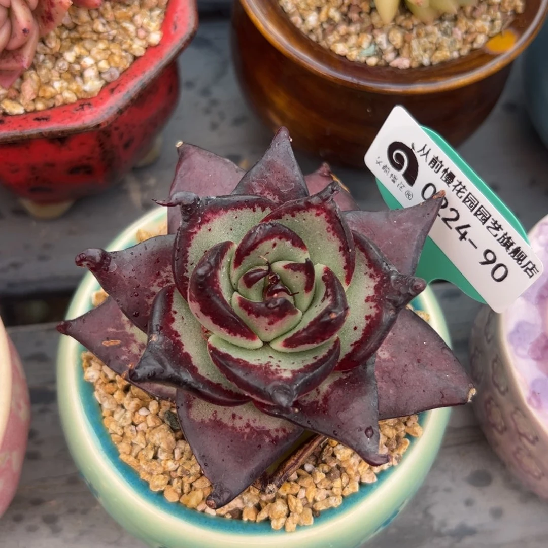 多肉一物一拍0222.90