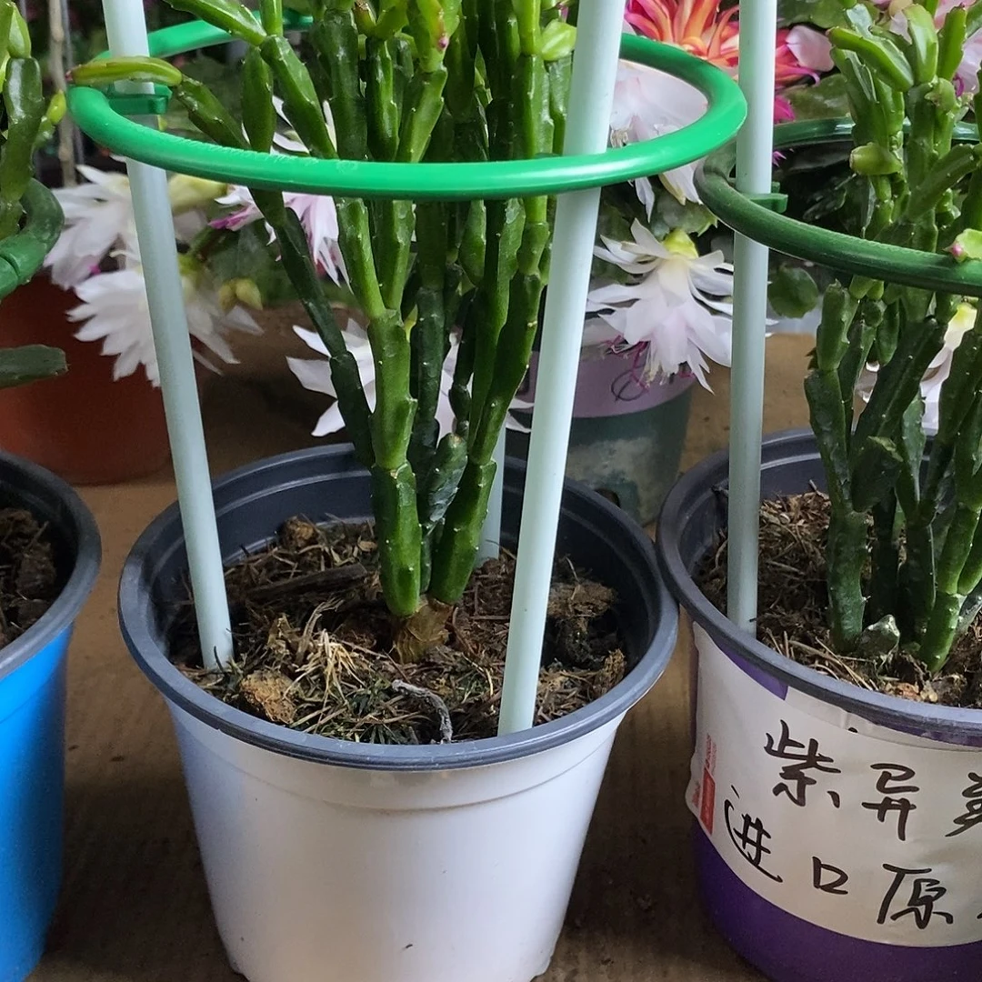 全部花朵进口原生紫色异类