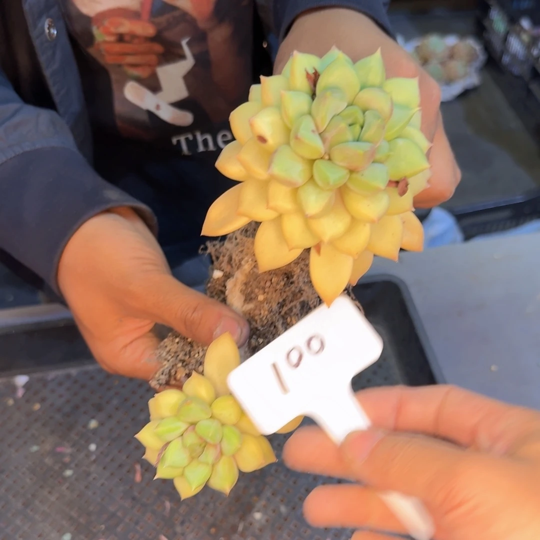多肉植物的生长发育和