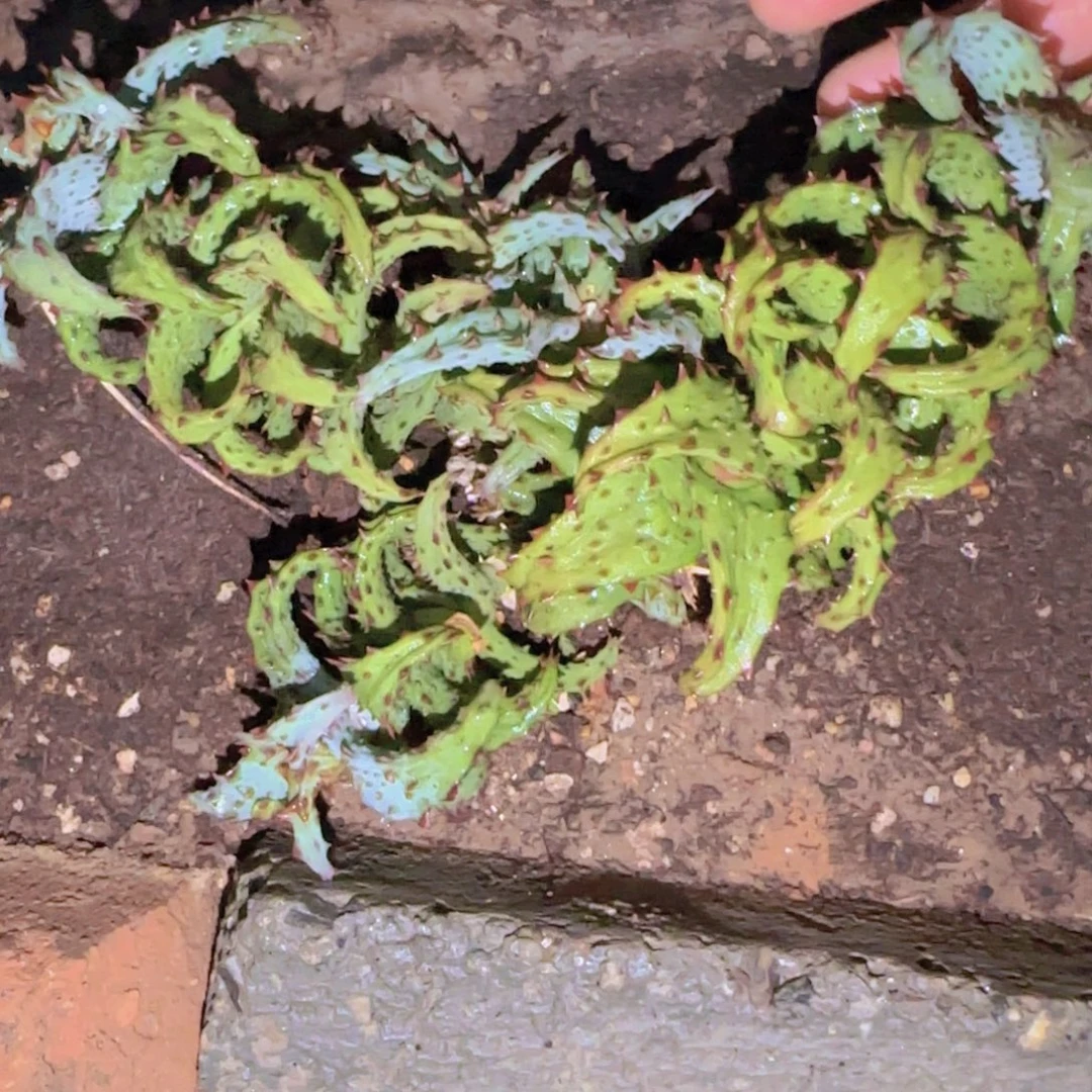 宝***象块根植物块根植物
