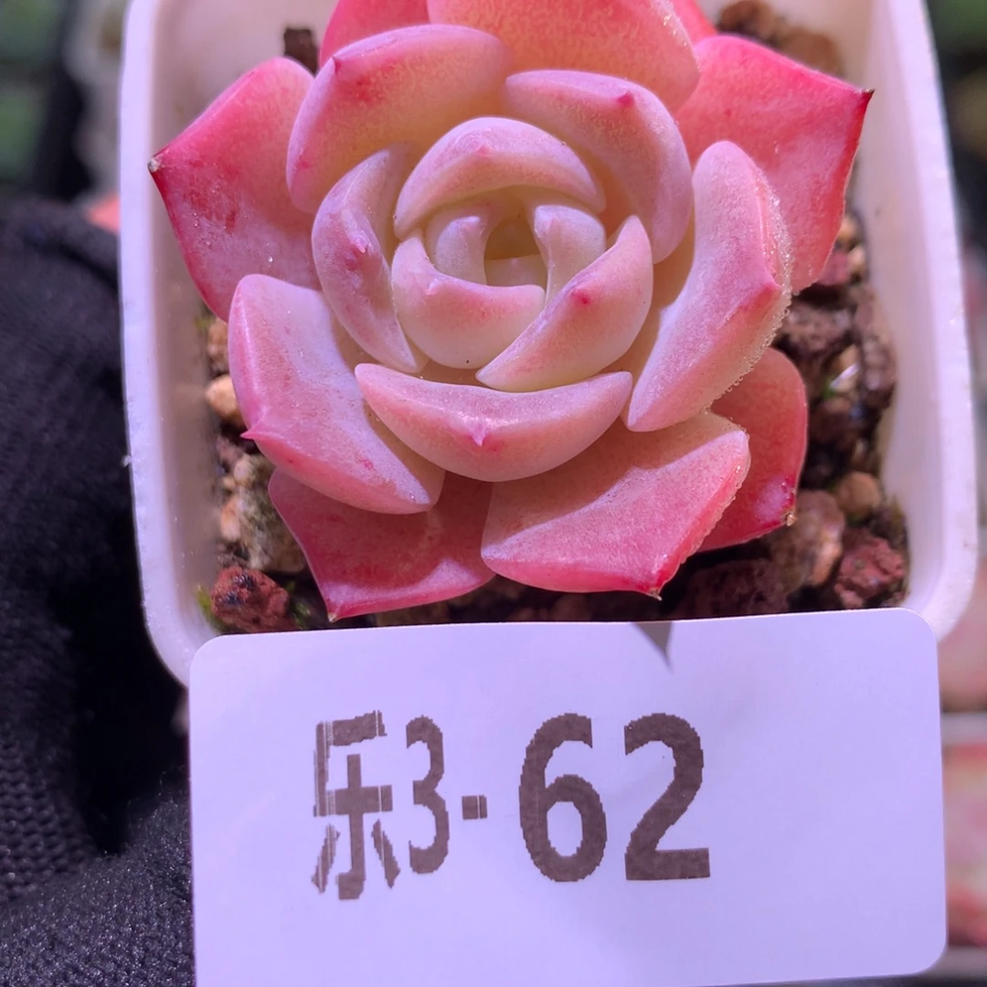 乐然 3-62 春园单头