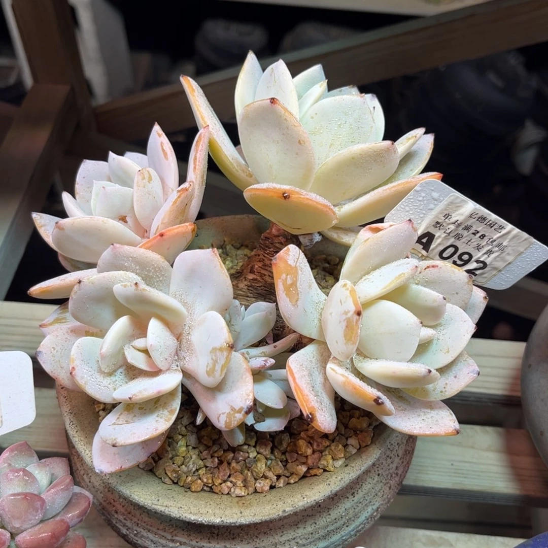 国奶duotajinouounim