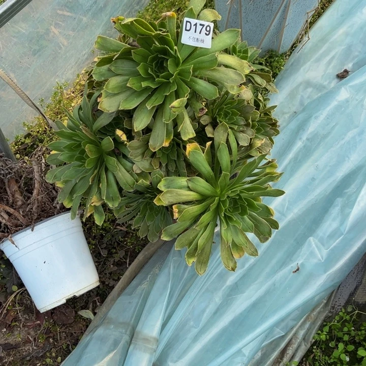 石**的179原始绿多肉法师不包断枝