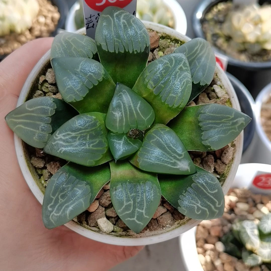 305号芸窗朱庇特克一物一拍带盆土发货